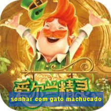 sonhar com gato machucado